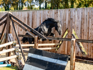 WG181024-24 - Warren Greatrex Stable Visit